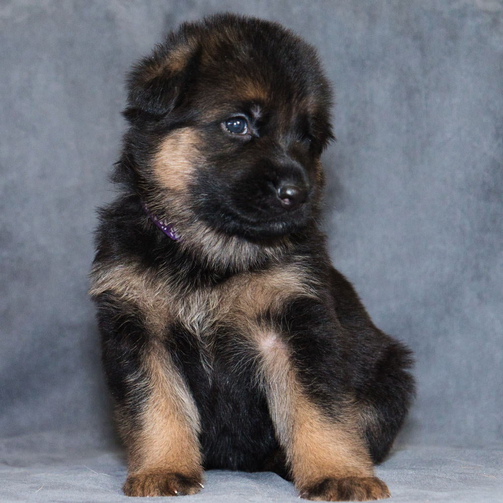 Duitse Herder Pups Von Haus Ladeze Nestje G van Noortje en Storm Duitse Herder Pups Von Haus Ladeze Nestje G van Noortje en Storm