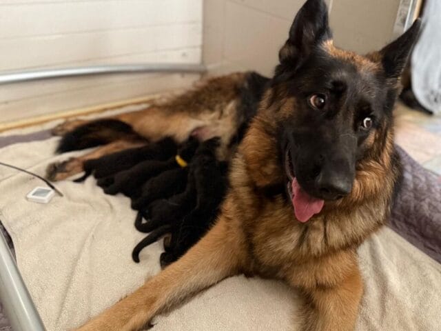 🐾Puppynieuws 🐾